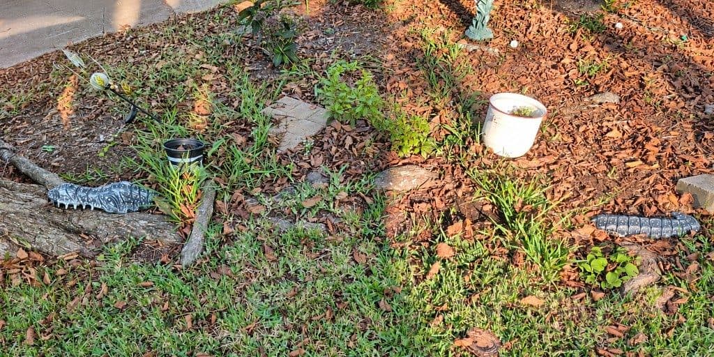 An alligator garden sculpture, just the head and tail, surfacing through the mulch of a flower bed with a pot between them